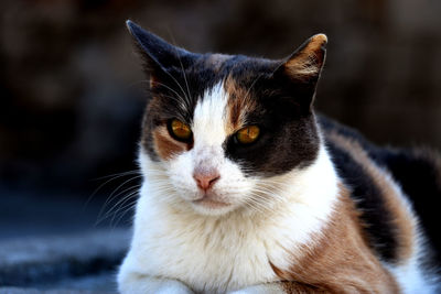 Street cat - close up