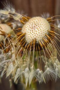 Close-up of a plant