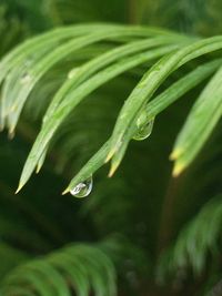 Close-up of water drops on leaf