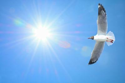 Low angle view of seagull flying