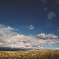 Golden grass against cloudy sky