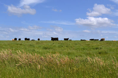 View of sheep on field against sky