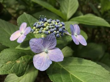 Close-up of purple hydrangea flowers