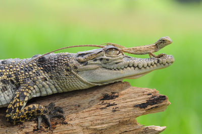 Close-up of lizard on rock