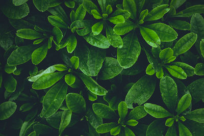 Full frame shot of green leaves