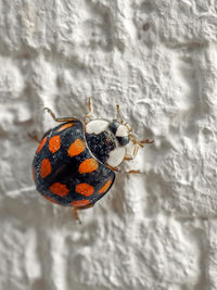 close-up