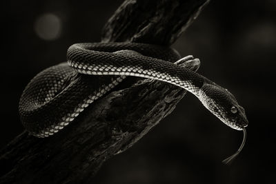 Close-up of snake on tree at night