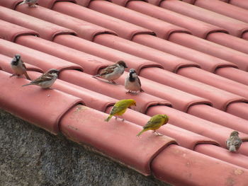 Birds perching on roof
