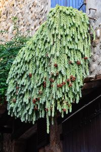 Plants growing on a tree