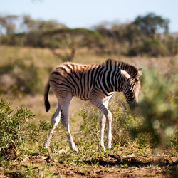 Side view of zebras standing on field