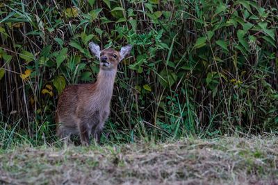 Cat standing on field