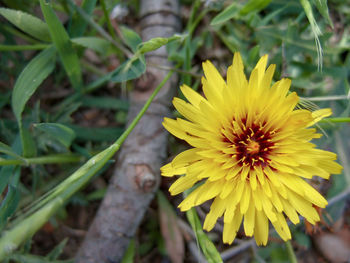 Close-up of yellow flowering plant