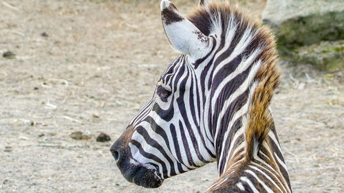 Close-up of a zebra