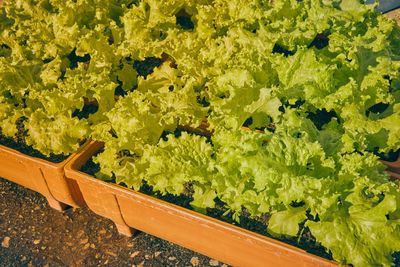 High angle view of fresh green plants in farm