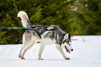 Close-up of a dog on snowy field