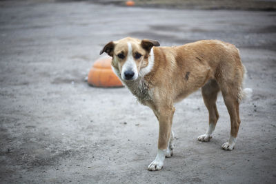 Portrait of dog standing on street in city