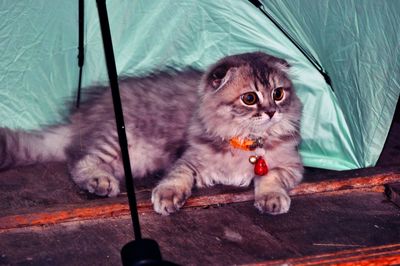 Portrait of cat lying down