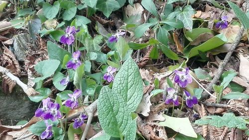 High angle view of purple flowers