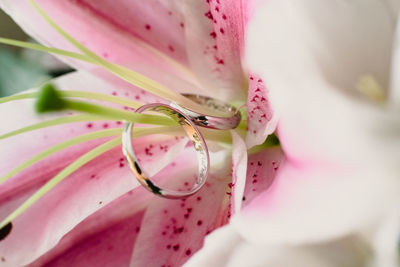 Close-up of pink flower