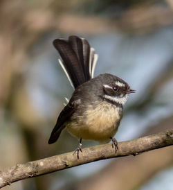 Grey fantail taking a rest