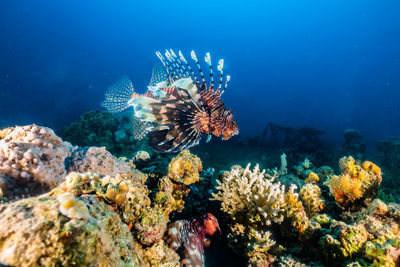 Fish swimming in sea