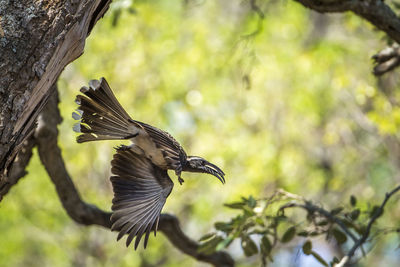 Low angle view of bird flying