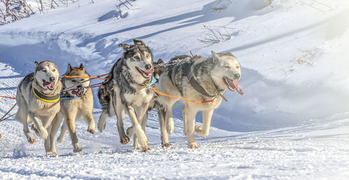 Husky dogs are pulling sledge at sunny winter forest