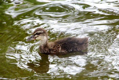 Duck swimming in lake