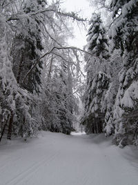 Trees on snow covered landscape