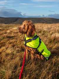 Outdoor portrait of an apricot cockapoo dog in the scottish countryside during an walk 