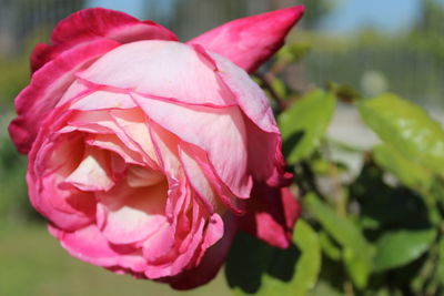 Close-up of pink flower blooming outdoors