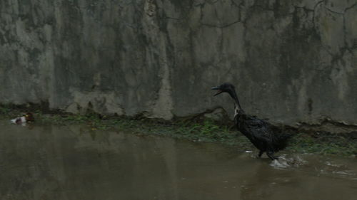 Bird on lake