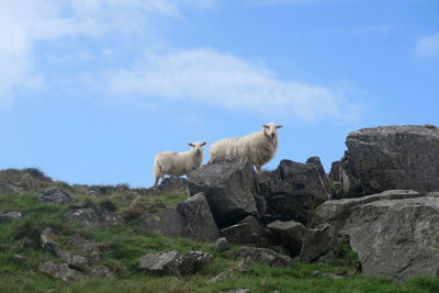 Low angle view of sheep on rock