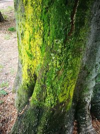 Close-up of tree trunk in forest