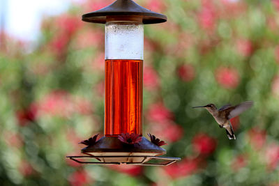 Close-up of bird perching on feeder