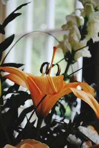 Close-up of flowers blooming outdoors