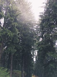 Trees in forest