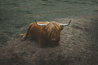 Horse in a field