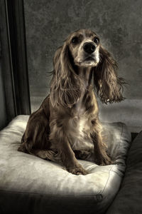 Portrait of dog sitting on sofa