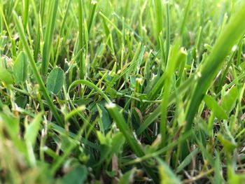 High angle view of grass growing on field