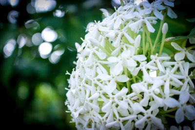 Close-up of white flowering plant