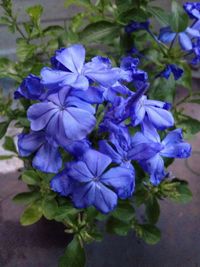 Close-up of purple flowers