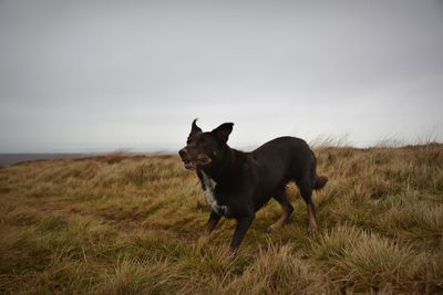 Portrait of dog on grassland