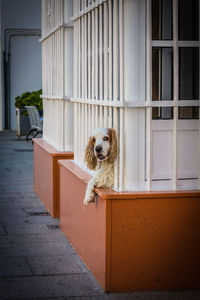 Portrait of dog