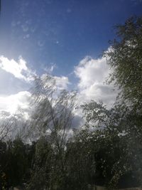 Low angle view of trees against sky