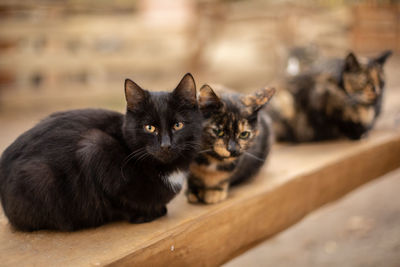 Portrait of cat relaxing on wood