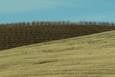 Agricultural field against sky