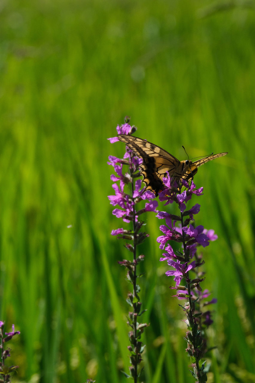 BUTTERFLY ON PURPLE FLOWER