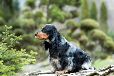 Close-up of dog