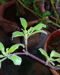 Close-up of potted plant